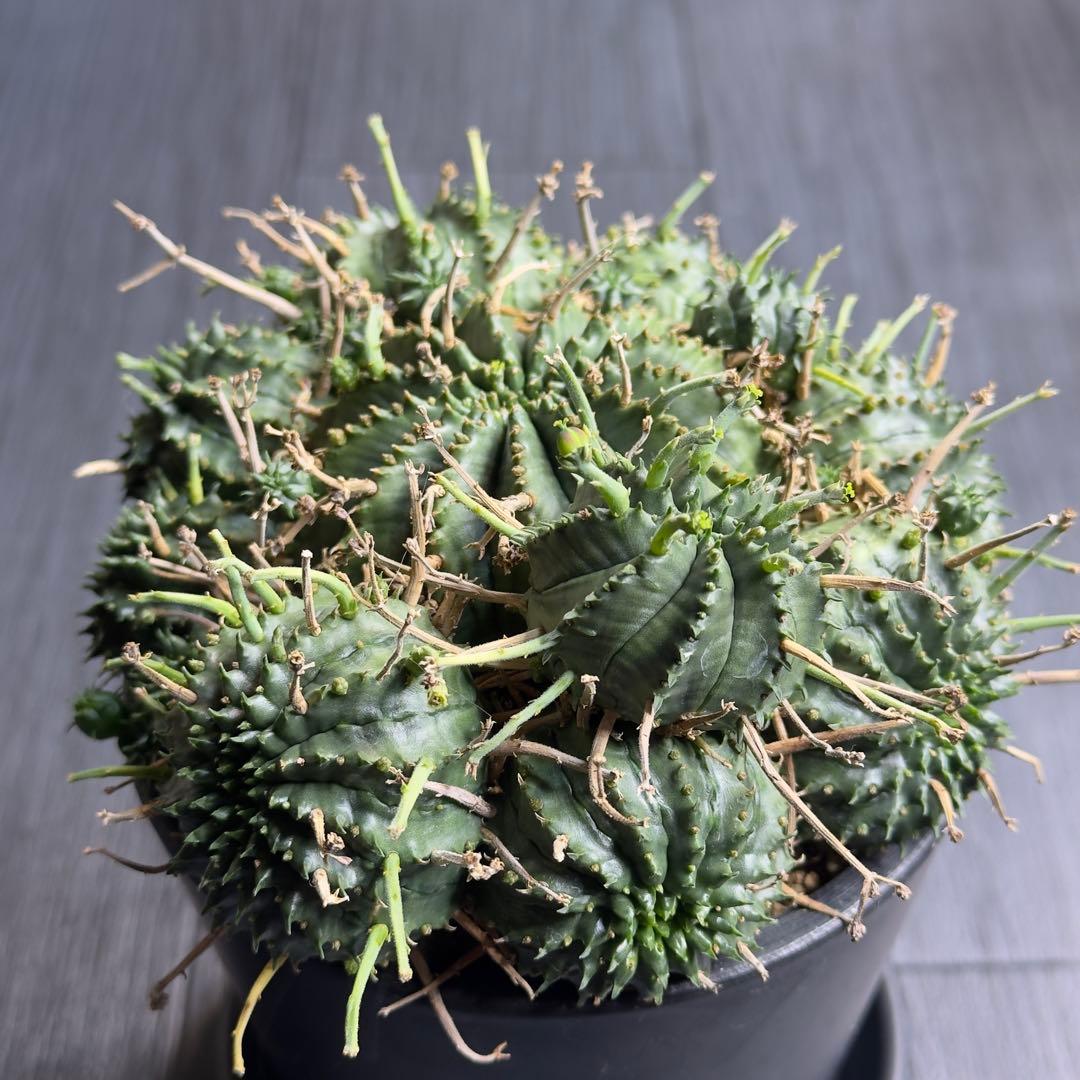 【選抜株】ユーフォルビア　バリダ　子吹きバリダ　雌株