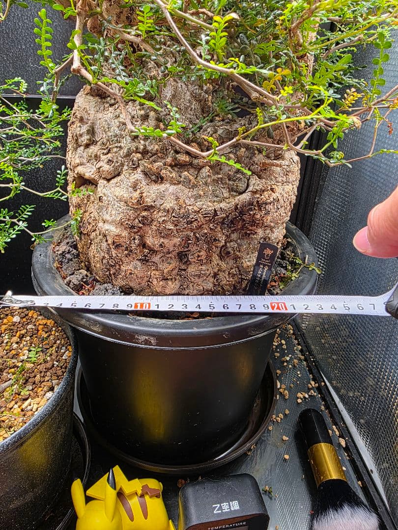 極*郎様 Xmasセール 御神木 超巨大 オペルクリカリア パキプス 幹幅約19