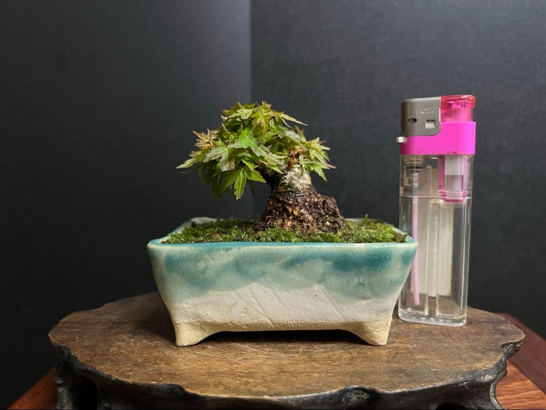 紅葉盆栽　琴姫　極小樹　太幹　樹高葉先まで4.5cm 大きなキズ無し　ミニ盆栽