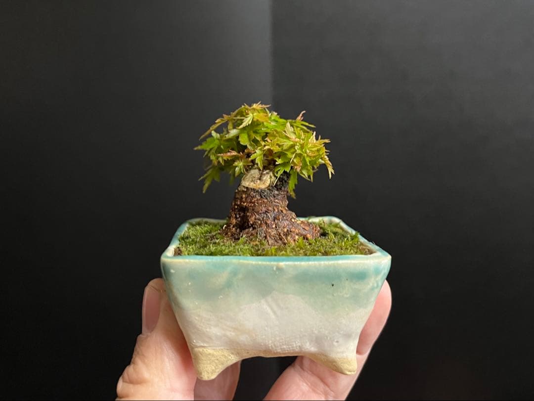 紅葉盆栽　琴姫　極小樹　太幹　樹高葉先まで4.5cm 大きなキズ無し　ミニ盆栽