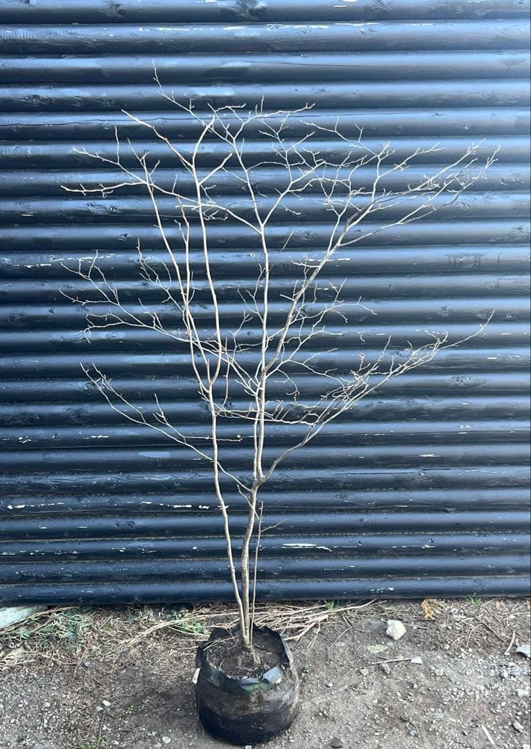 山採り天然　ナツハゼ　1