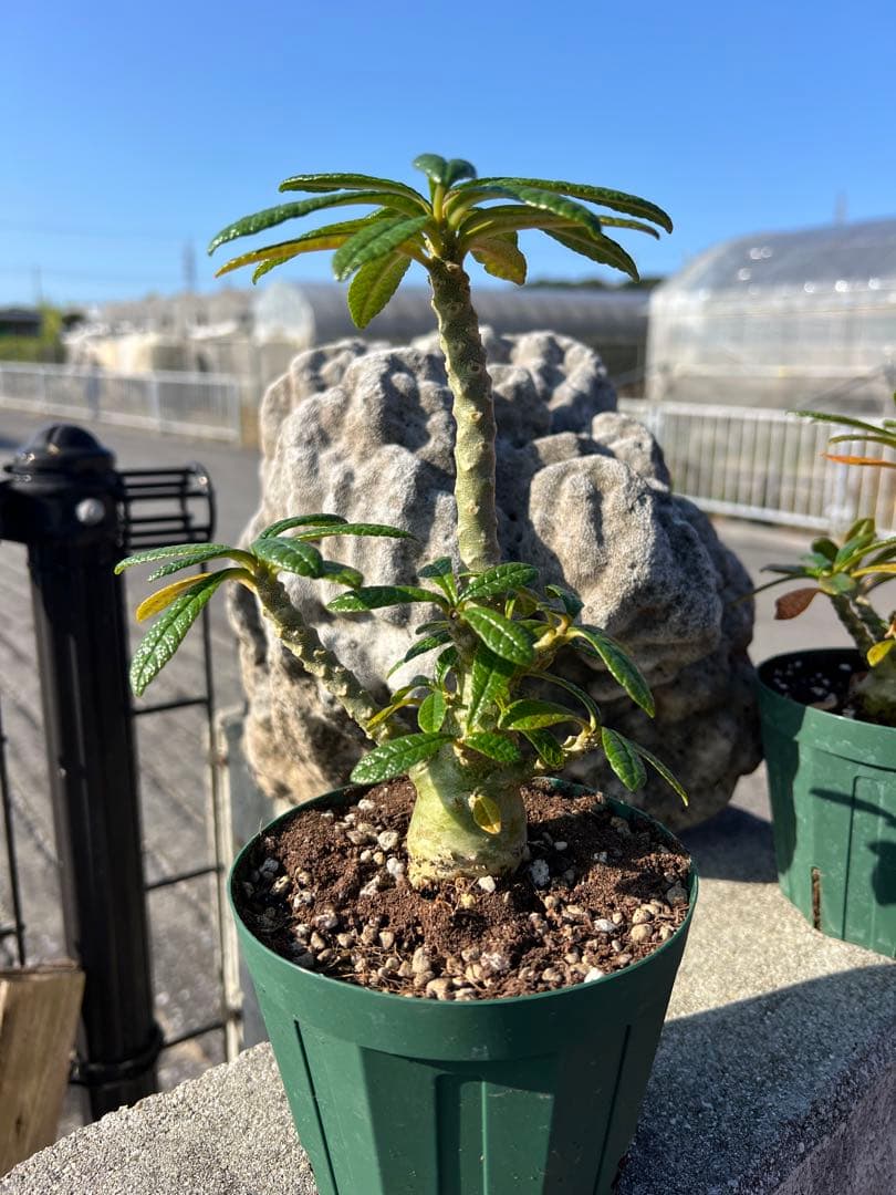 ドルステニアギガス　2024年産　沖縄実生株　塊根部ぷっくり　良型樹形