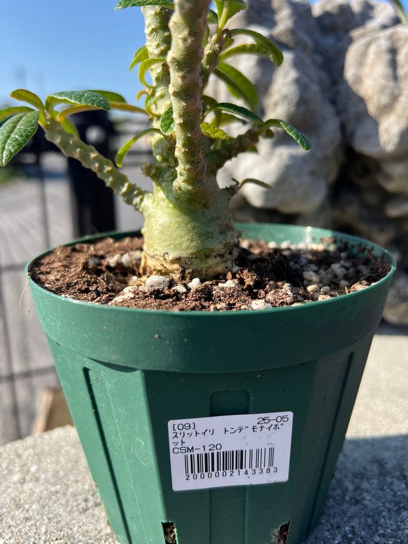 ドルステニアギガス　2024年産　沖縄実生株　塊根部ぷっくり　良型樹形