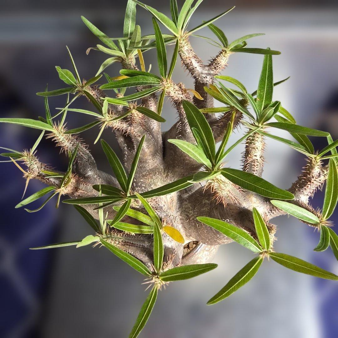 多頭パキポディウムグラキリス 現地球 発根済