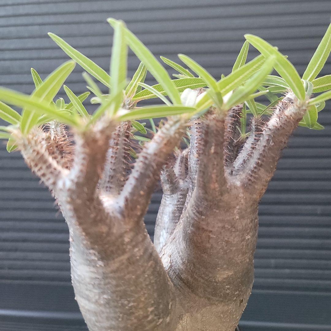 多頭パキポディウムグラキリス 現地球 発根済