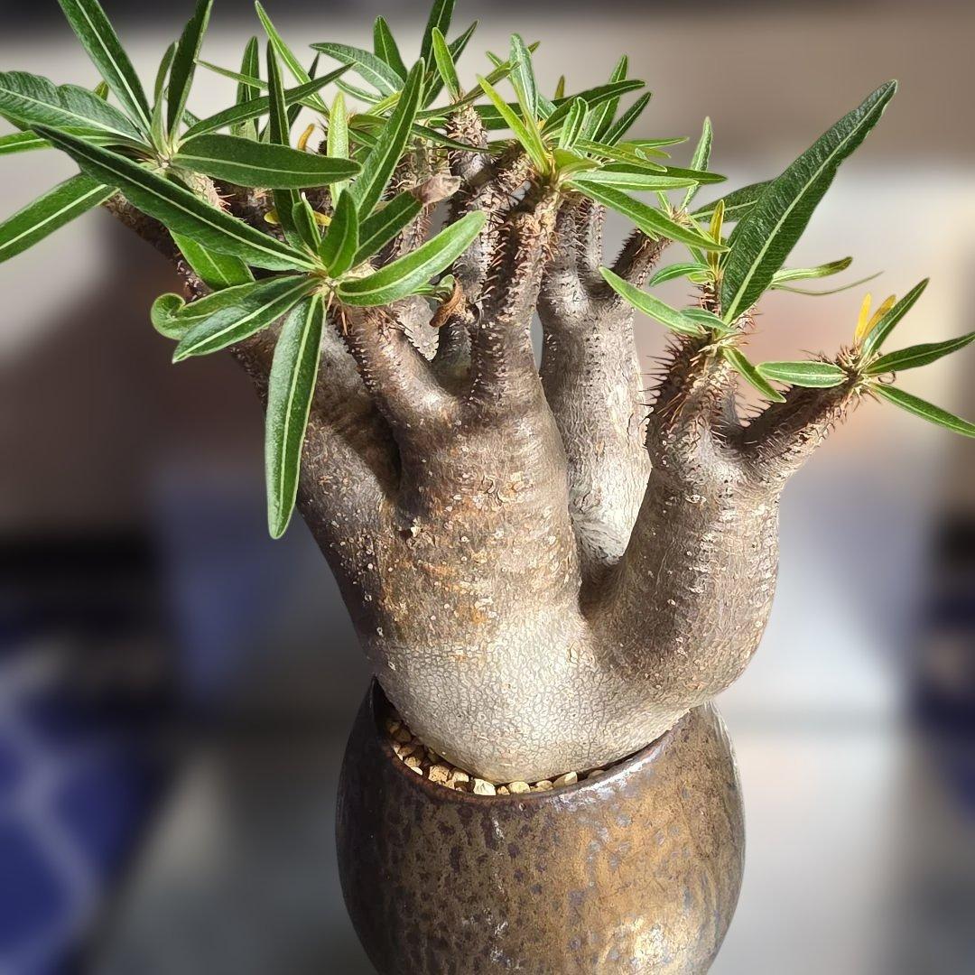 多頭パキポディウムグラキリス 現地球 発根済