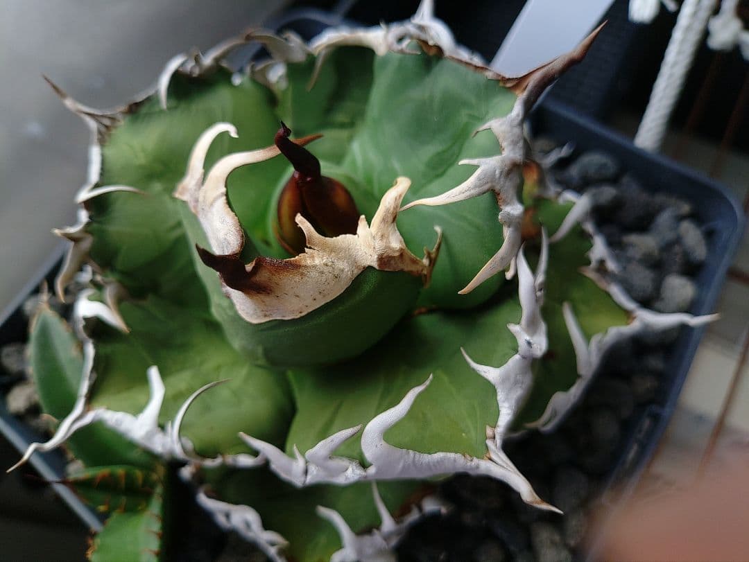 アガベ　魔丸OC株　メルカリ便