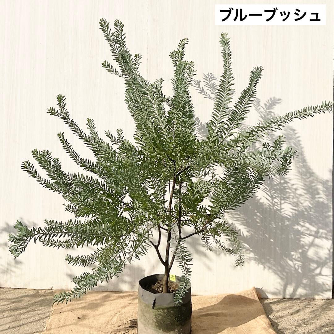 kawakamiさん専用 ブルーブッシュ/ 735