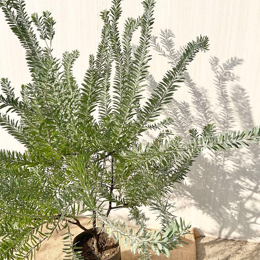 kawakamiさん専用 ブルーブッシュ/ 735