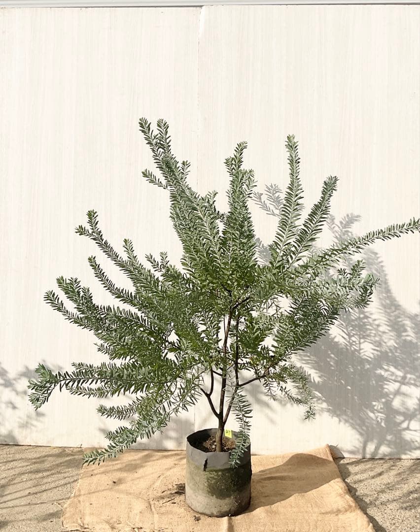 kawakamiさん専用 ブルーブッシュ/ 735