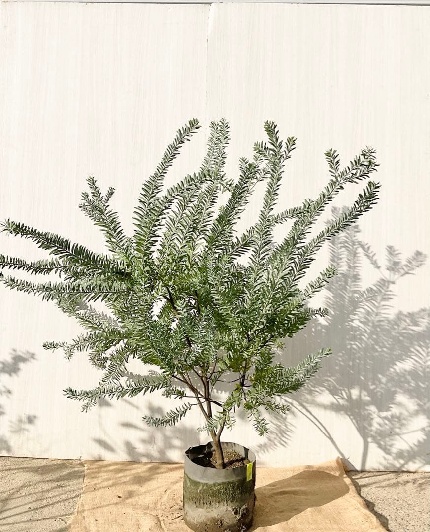 kawakamiさん専用 ブルーブッシュ/ 735