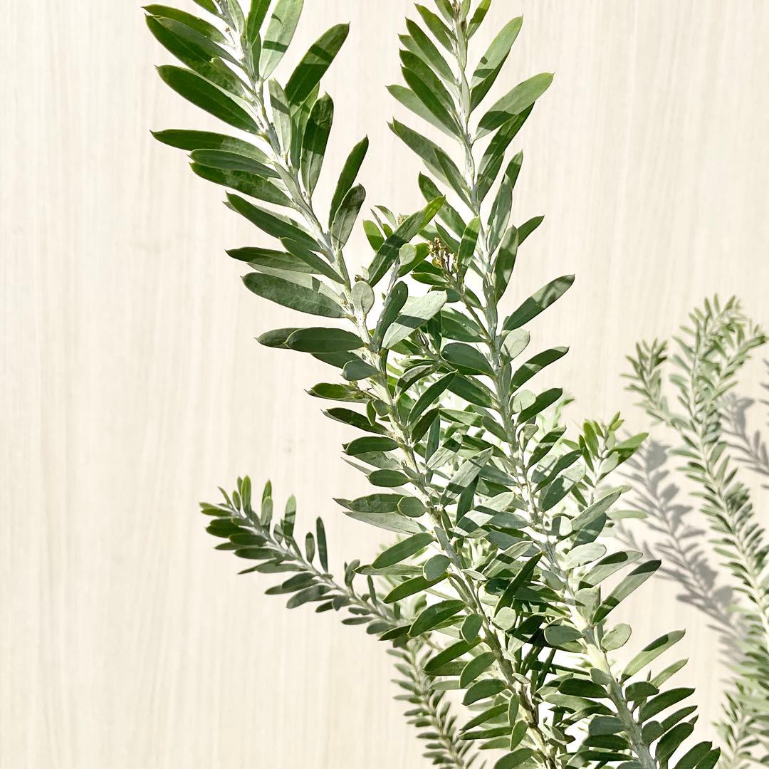 kawakamiさん専用 ブルーブッシュ/ 735