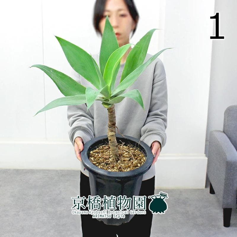 【現品】アガベ・アテナータ　8号　黒鉢　（1）