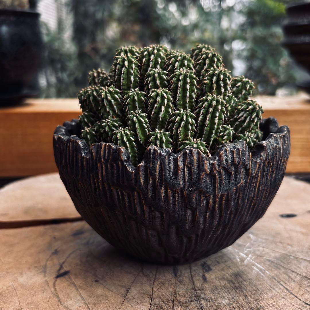 短期間限定超特価！ 特大株 ユーフォルビア セプルタ ソマリア 中川智治 作家鉢