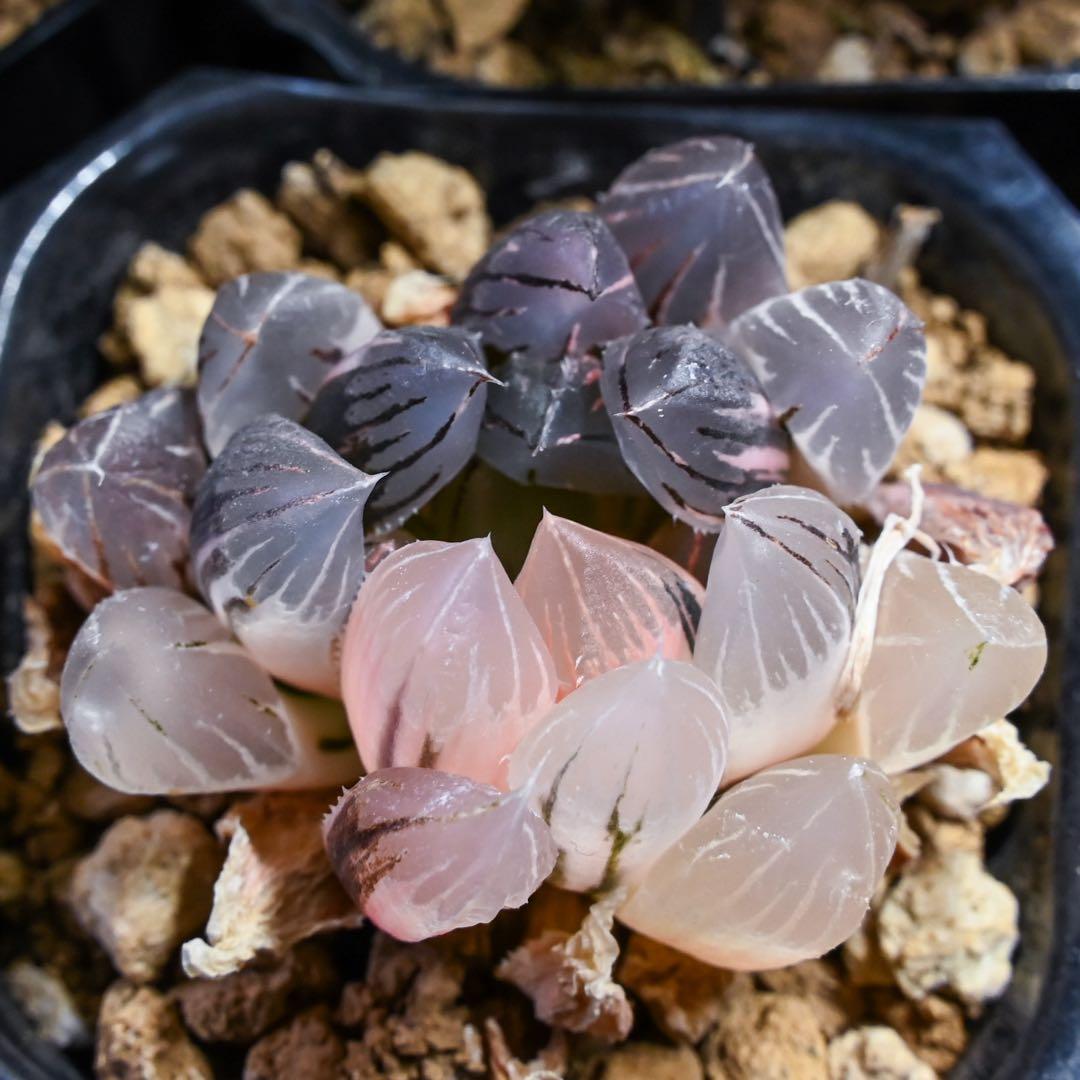 ハオルチア 火焔山 極上斑