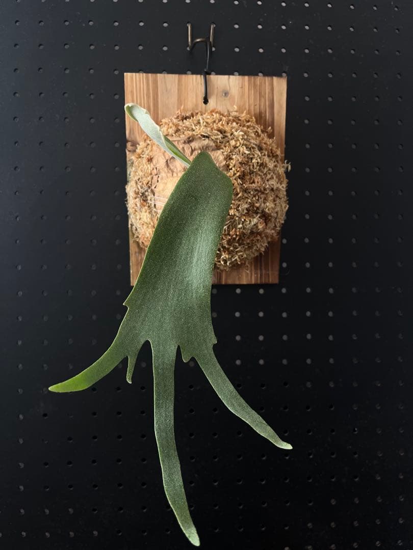 ビカクシダ P. Sailor Mercury x Bogor Mr.suddan