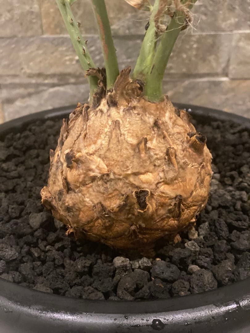 エンセファラルトス　プリンセプス