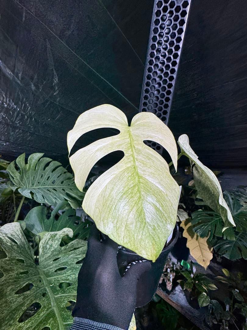 モンステラ　ボルギシアナ　絶美斑入りフルミント株