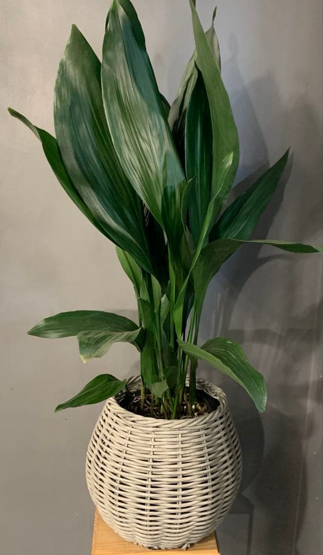 ハラン かご 鉢カバー付き