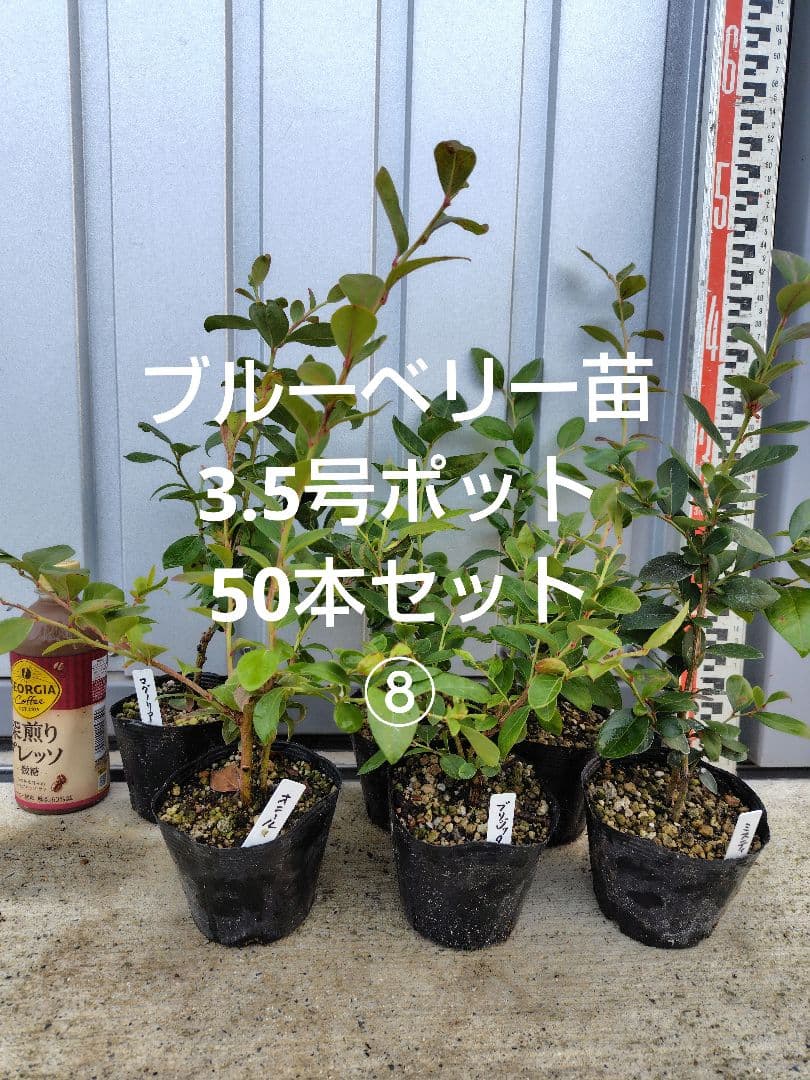 ブルーベリー苗3.5号ポット50本セット⑧