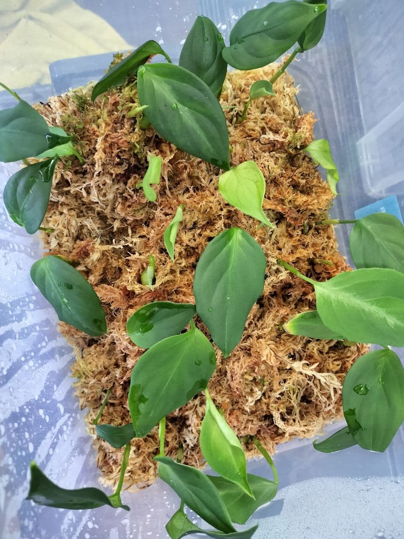 アグラオネマピクタム　ホマロメナ