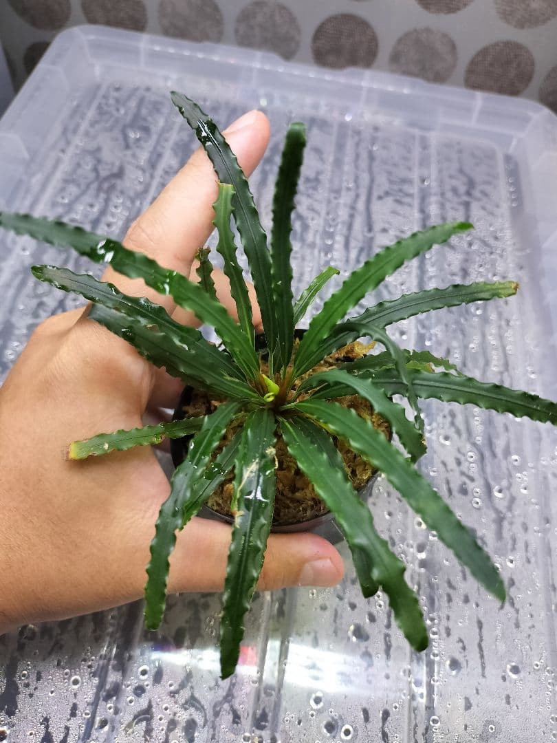 アグラオネマピクタム　ホマロメナ