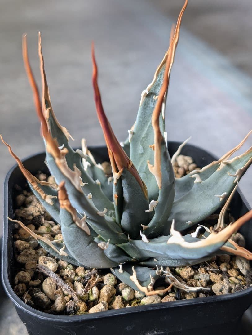 アガベ　エボリスピナ　実生　b3　鉢ごと