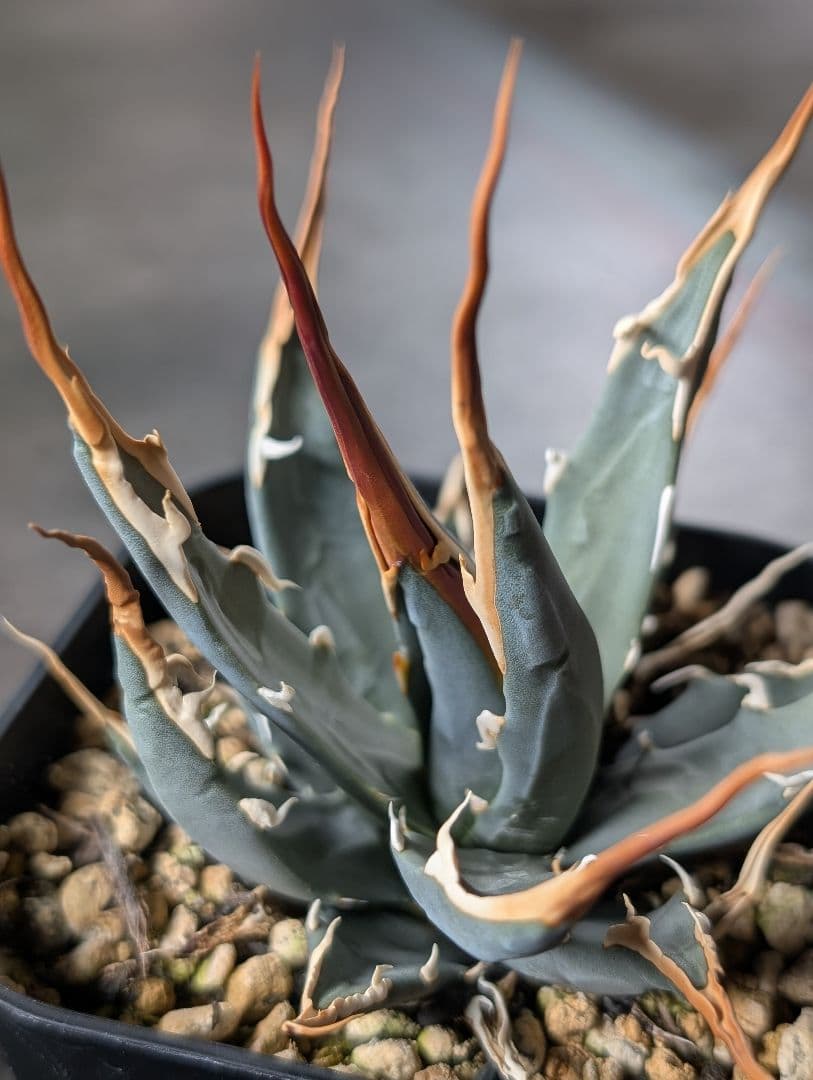 アガベ　エボリスピナ　実生　b3　鉢ごと