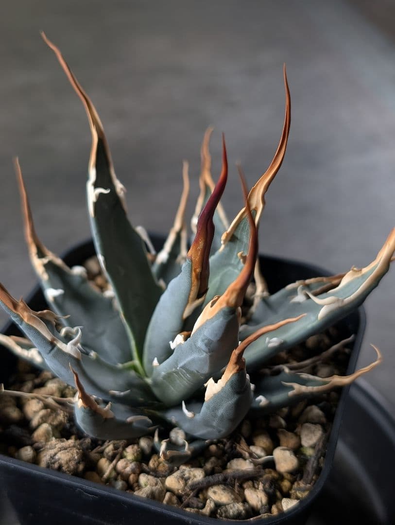 アガベ　エボリスピナ　実生　b3　鉢ごと