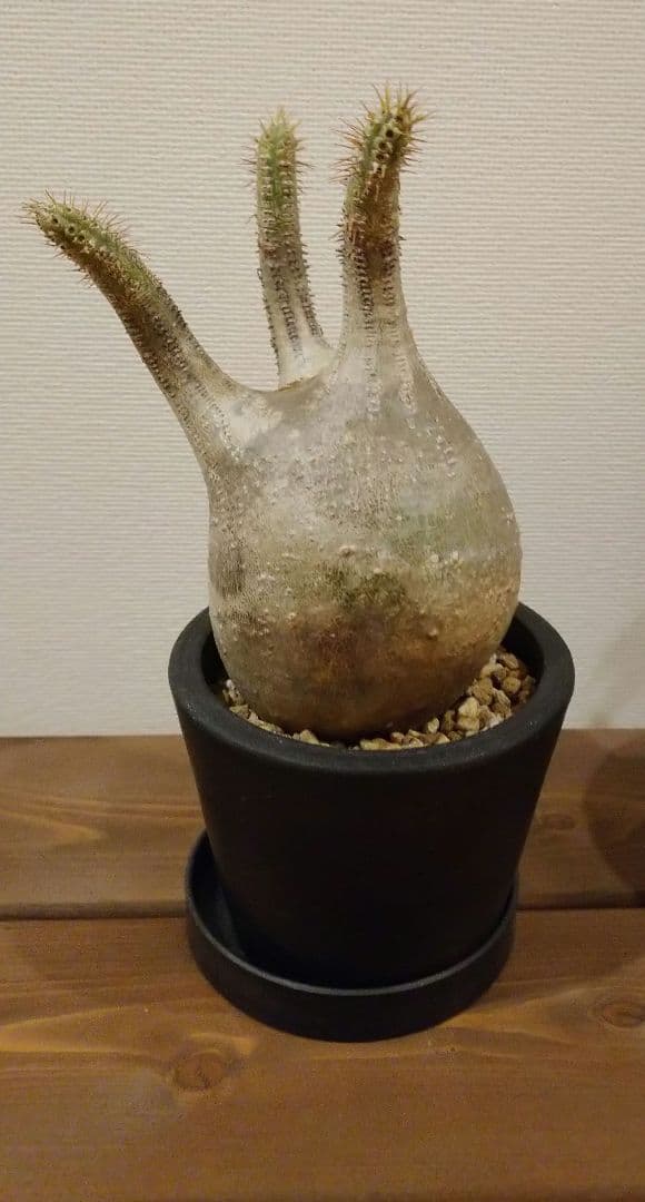 現地球 発根済み グラキリス 丸々美株 カクタスグリーン購入株 3本細角