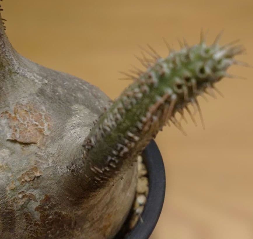 現地球 発根済み グラキリス 丸々美株 カクタスグリーン購入株 3本細角