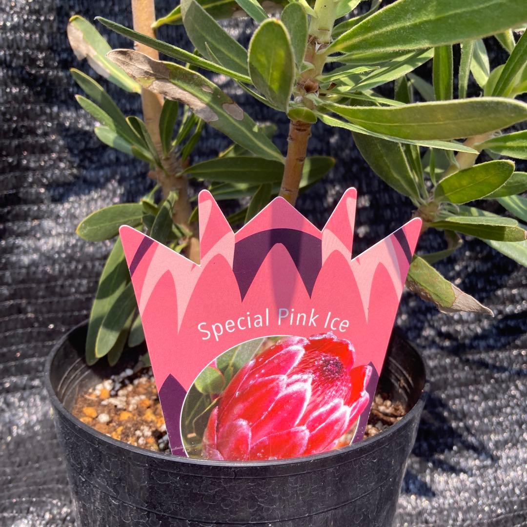 ①*:ஐ巨大なピンクの花*:ஐプロテア・苗木【スペシャルピンクアイス】苗・6号