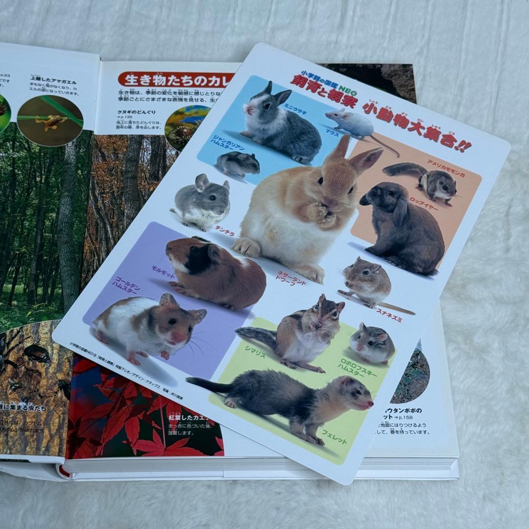 【良品・カバーあり】小学館の図鑑NEO 全巻20冊セット （良品・付録つき多数）