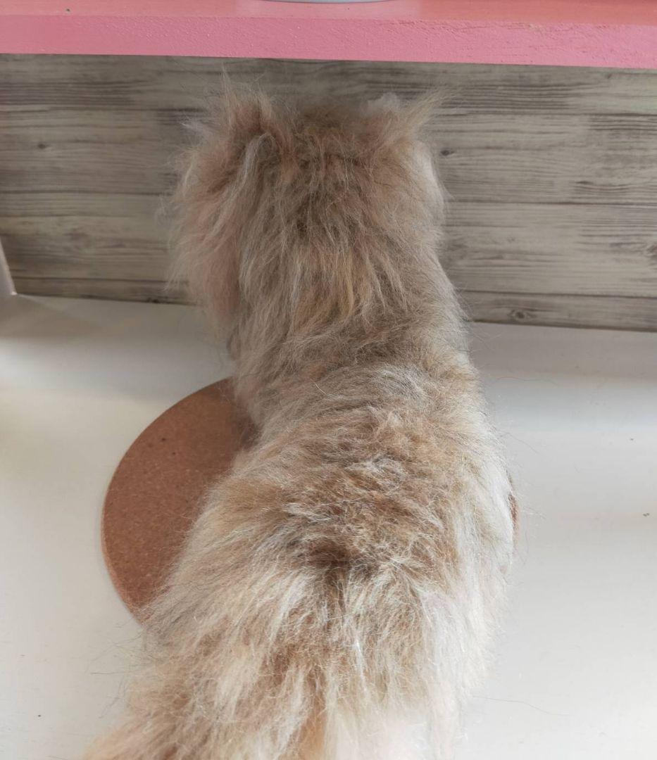 羊毛フェルト　ハンドメイド　かずぽっち