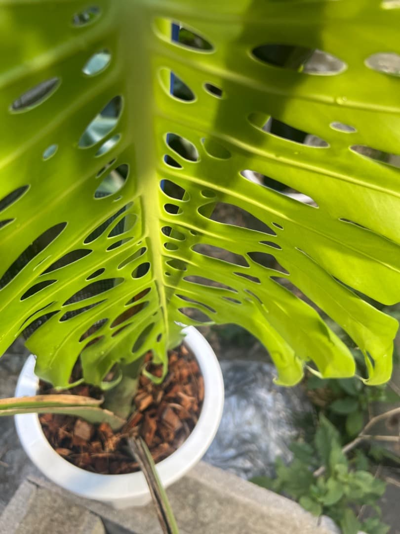 モンステラ マクロコズム 成長株