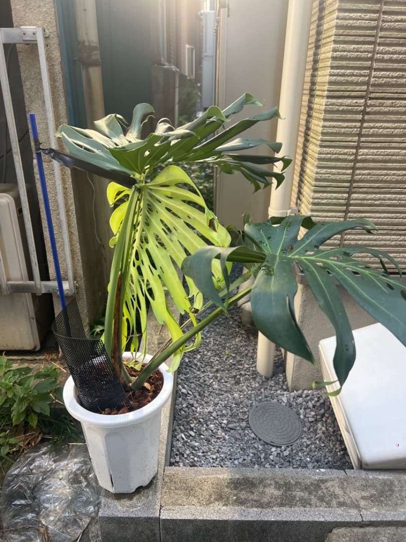 モンステラ マクロコズム 成長株