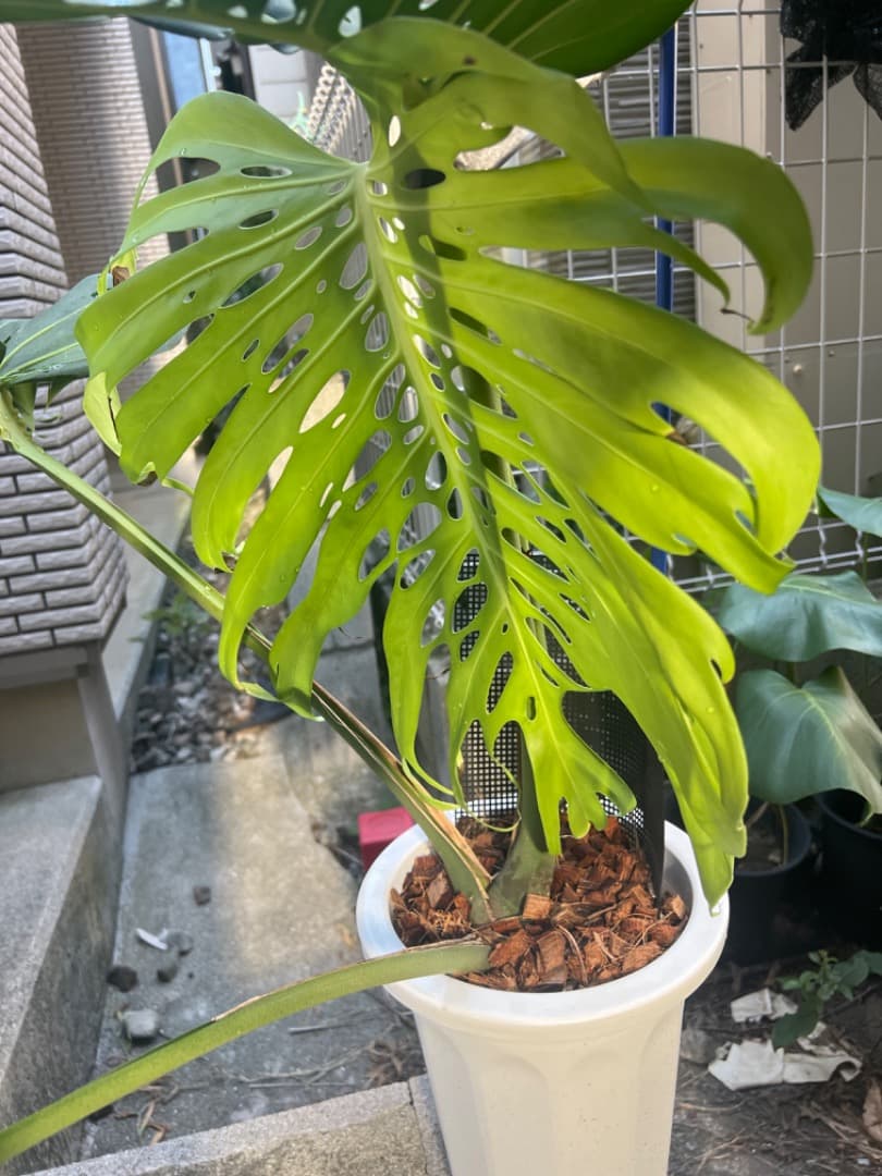 モンステラ マクロコズム 成長株