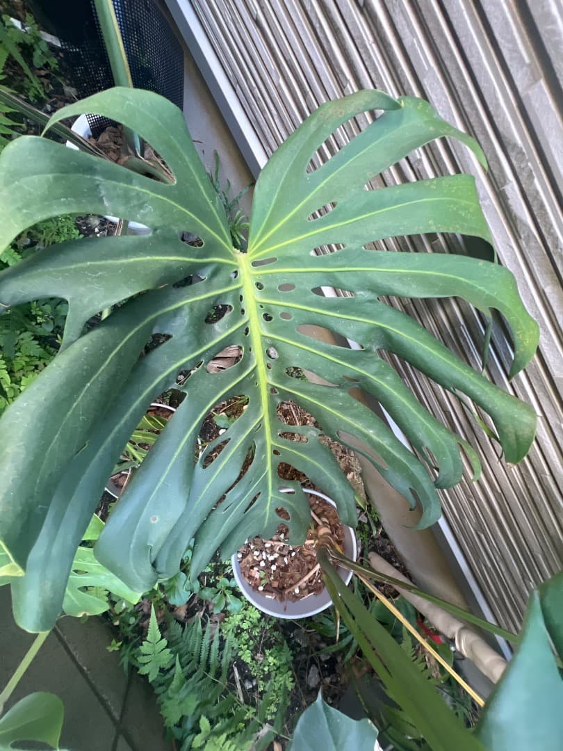 モンステラ マクロコズム 成長株