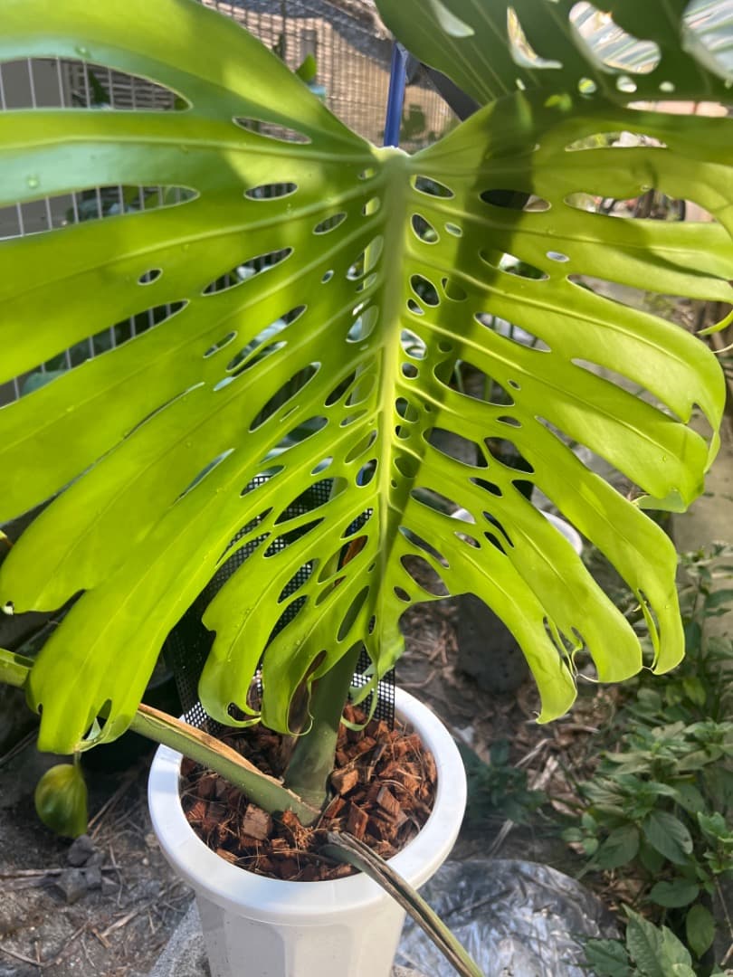 モンステラ マクロコズム 成長株