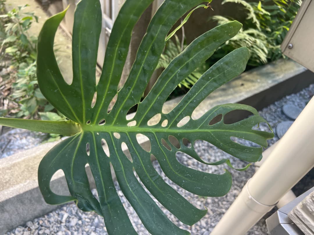 モンステラ マクロコズム 成長株