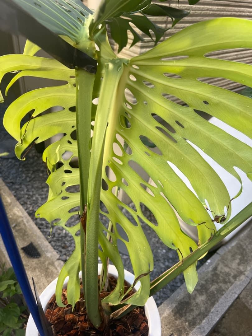 モンステラ マクロコズム 成長株