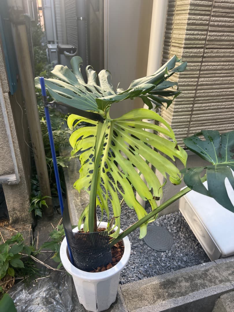 モンステラ マクロコズム 成長株