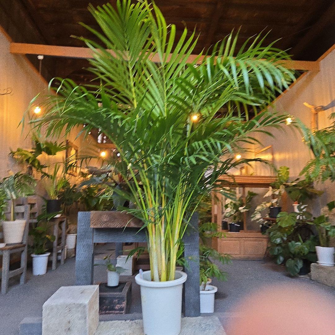 ⑤　アレカヤシ　「スーパーアレカヤシ」9号　特大苗木最高等級極上品‼️