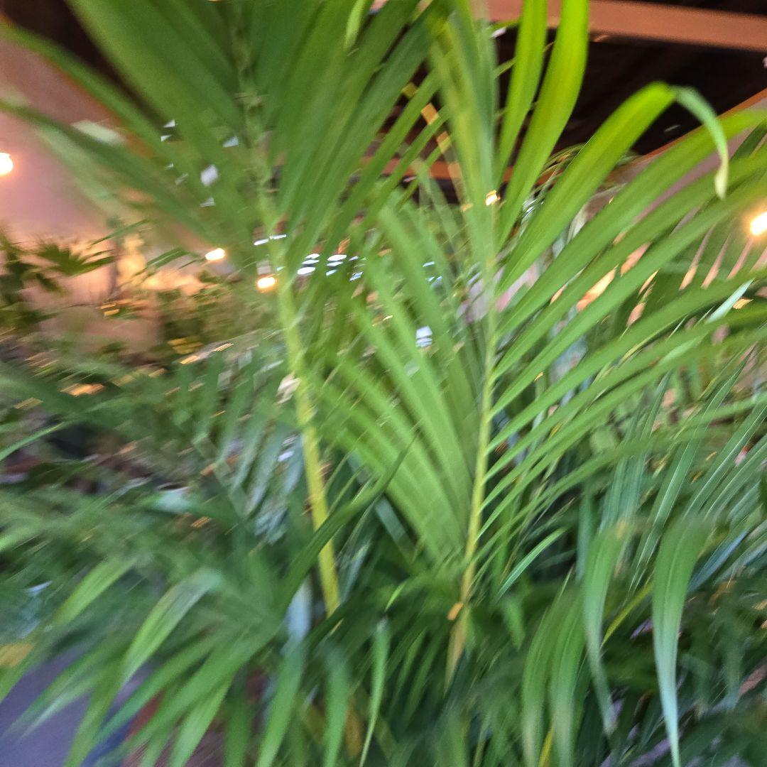 ⑤　アレカヤシ　「スーパーアレカヤシ」9号　特大苗木最高等級極上品‼️