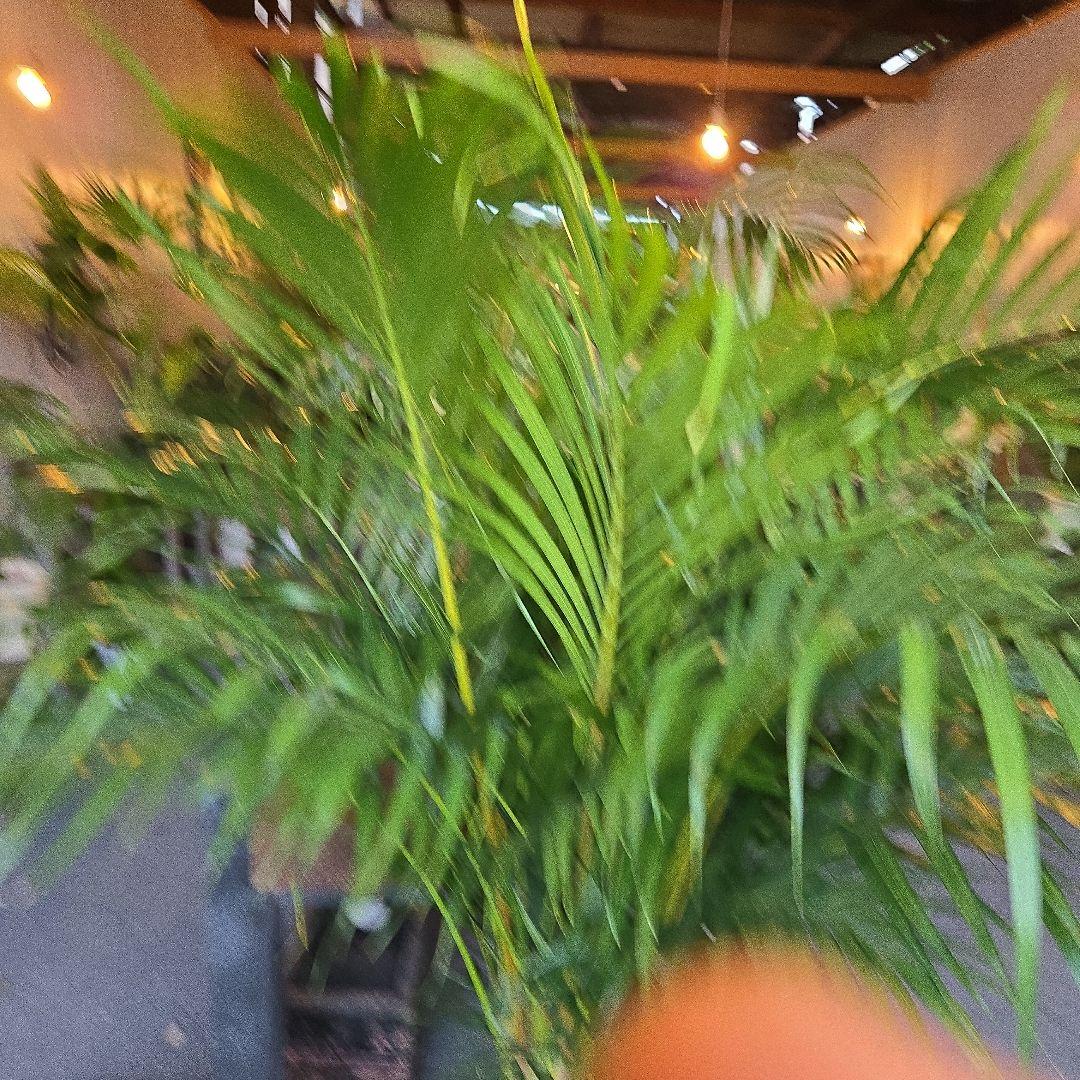 ⑤　アレカヤシ　「スーパーアレカヤシ」9号　特大苗木最高等級極上品‼️