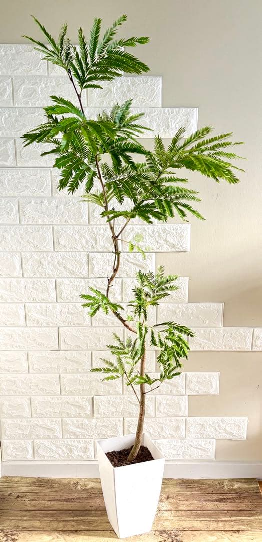 エバーフレッシュ⭐️曲がり⭐️観葉植物