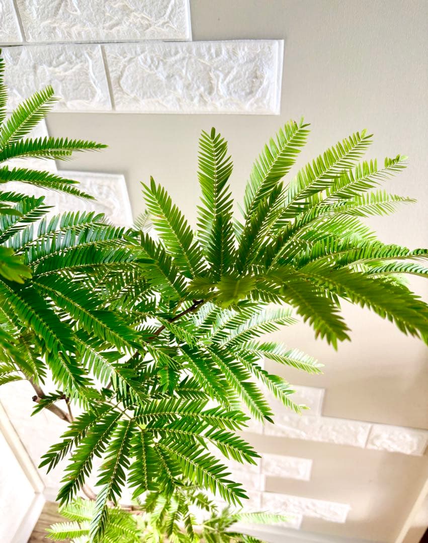 エバーフレッシュ⭐️曲がり⭐️観葉植物