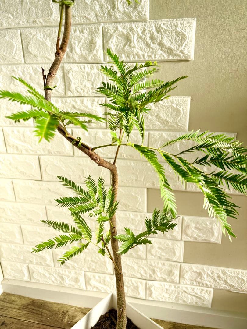 エバーフレッシュ⭐️曲がり⭐️観葉植物