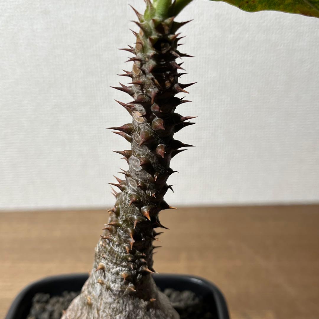 パキポディウム ウィンゾリー×SRL