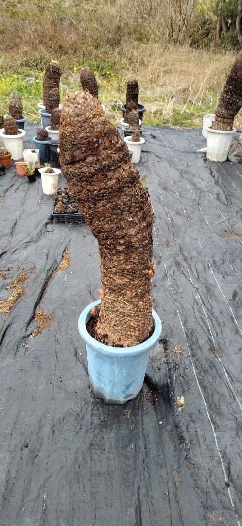 ドスコイ級のソテツ 10号プラ鉢(青色) 高さ1m10cm程 最大幹幅22cm程